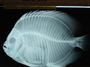 Chaetodon ocellatus 3 full FMNH 45561
